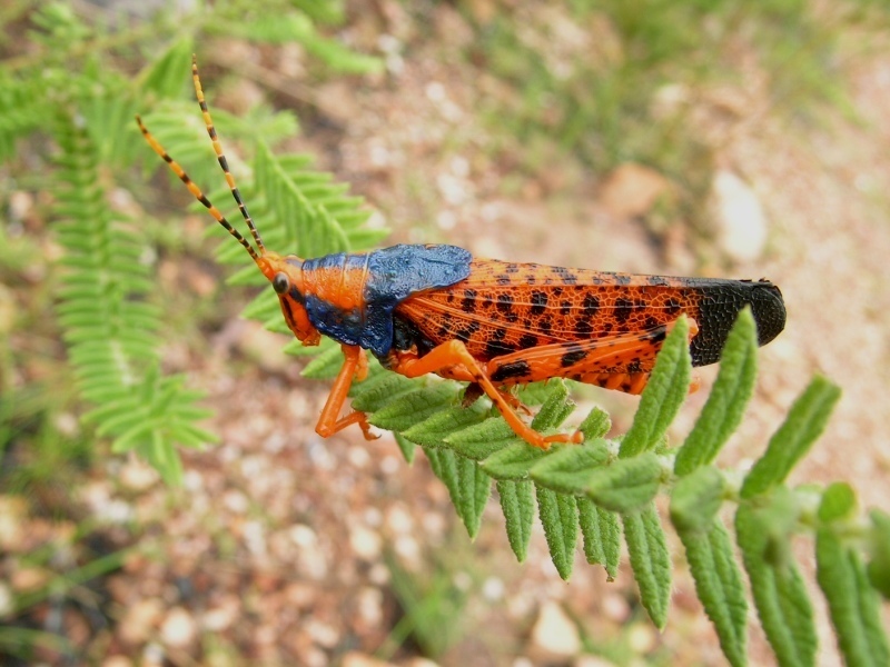 Leichhardt's grasshopper from Kakadu NT 0822, Australia on February 2 ...