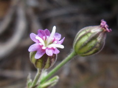 Silene aprica