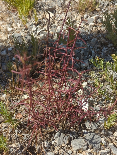 Wyoming Indian paintbrush (Castilleja linariifolia)