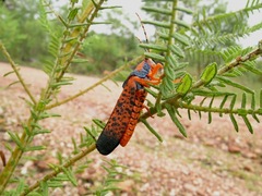 Petasida ephippigera