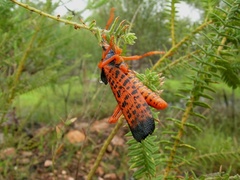 Petasida ephippigera