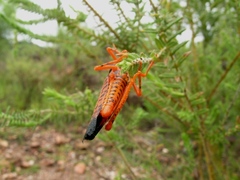 Petasida ephippigera