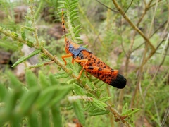 Petasida ephippigera