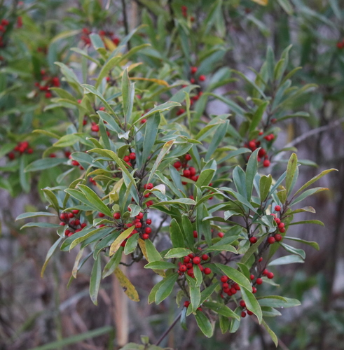 Ilex cassine