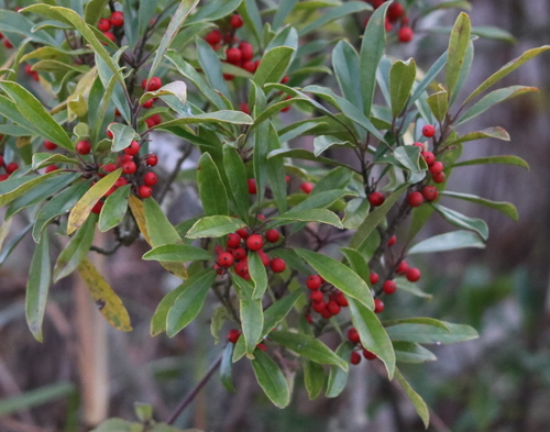 Ilex cassine