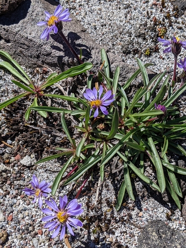 Image of Oreostemma alpigenum by (c) Sandy Robertson, some rights reserved (CC BY)