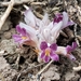 Manyflower Broomrape - Photo (c) Joey Santore, some rights reserved (CC BY-NC), uploaded by Joey Santore