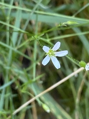 Large-flowered Sandwort (Arenaria grandiflora)