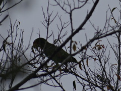 Amazona xantholora