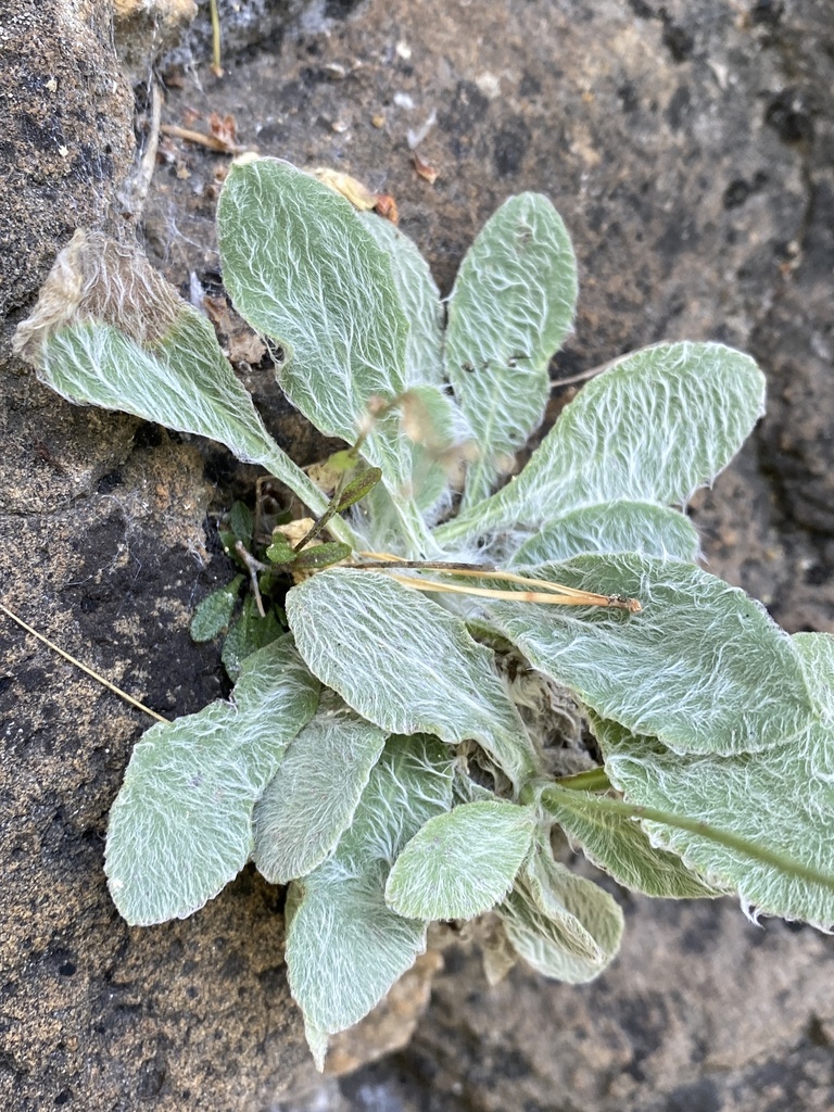 Hieracium phlomoides