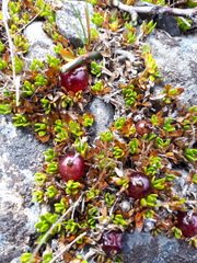 Coprosma atropurpurea