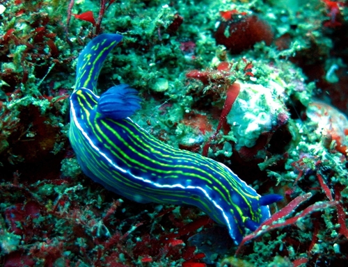 Felimare lajensis