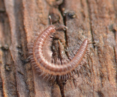 Conotylidae