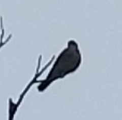 Falco sparverius
