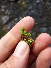 Coprosma atropurpurea
