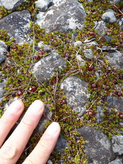 Coprosma atropurpurea