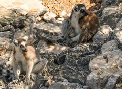 Lemur catta