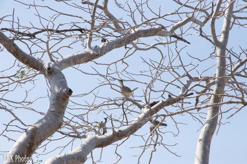 Coua olivaceiceps