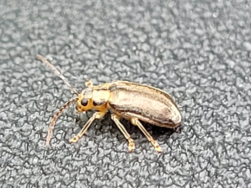 Viburnum Leaf Beetle, Netherlands, photo 10 of 10