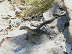 Varanus glebopalma