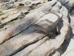 Varanus glebopalma