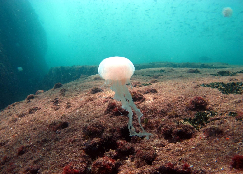 Milk Sea Nettle
