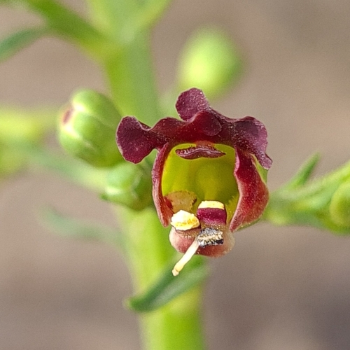 Image of Scrophularia glabrata by no rights reserved