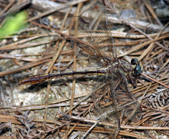 Phanogomphus minutus