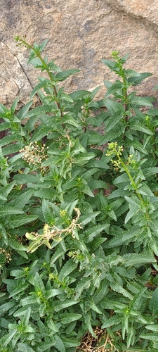 Image of Scrophularia glabrata by no rights reserved
