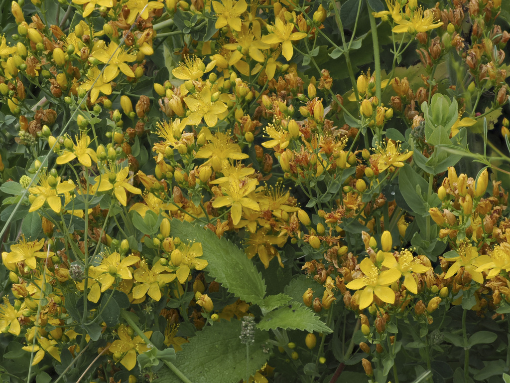 Scouler s St John s Wort From San Diego County CA USA On July 31 scouler-s-st-john-s-wort-from-san-diego-county-ca-usa-on-july-31
