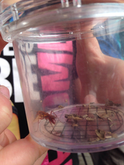 Sphictostethus nitidus