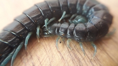 Otostigmus silvestrii