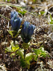 Gentiana glauca
