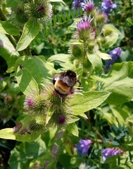 Bombus terricola image