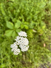 Achillea millefolium image
