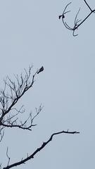 Falco sparverius