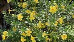 Allamanda cathartica image