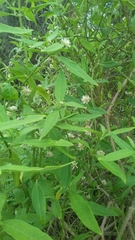Alternanthera echinocephala