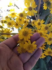 Packera toluccana