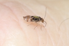 Stenopsocidae