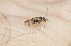 Stenopsocidae