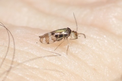Stenopsocidae