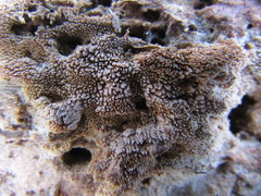 Hyphodontia arguta