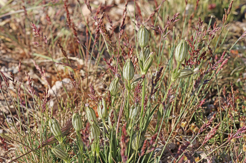 King's campion (Silene kingii)