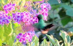 Chlorostilbon assimilis