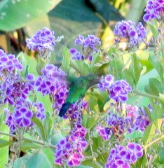 Chlorostilbon assimilis