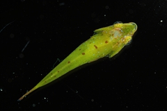 Spindly Clingfish photo 1