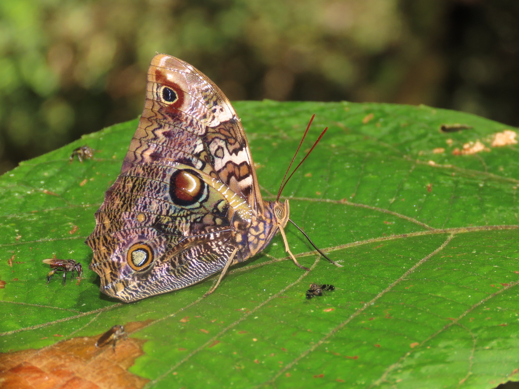 Opsiphanes camena