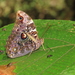 Opsiphanes camena - Photo (c) Lepidoptera Colombiana 🇨🇴, osa oikeuksista pidätetään (CC BY-NC), lähettänyt Lepidoptera Colombiana 🇨🇴