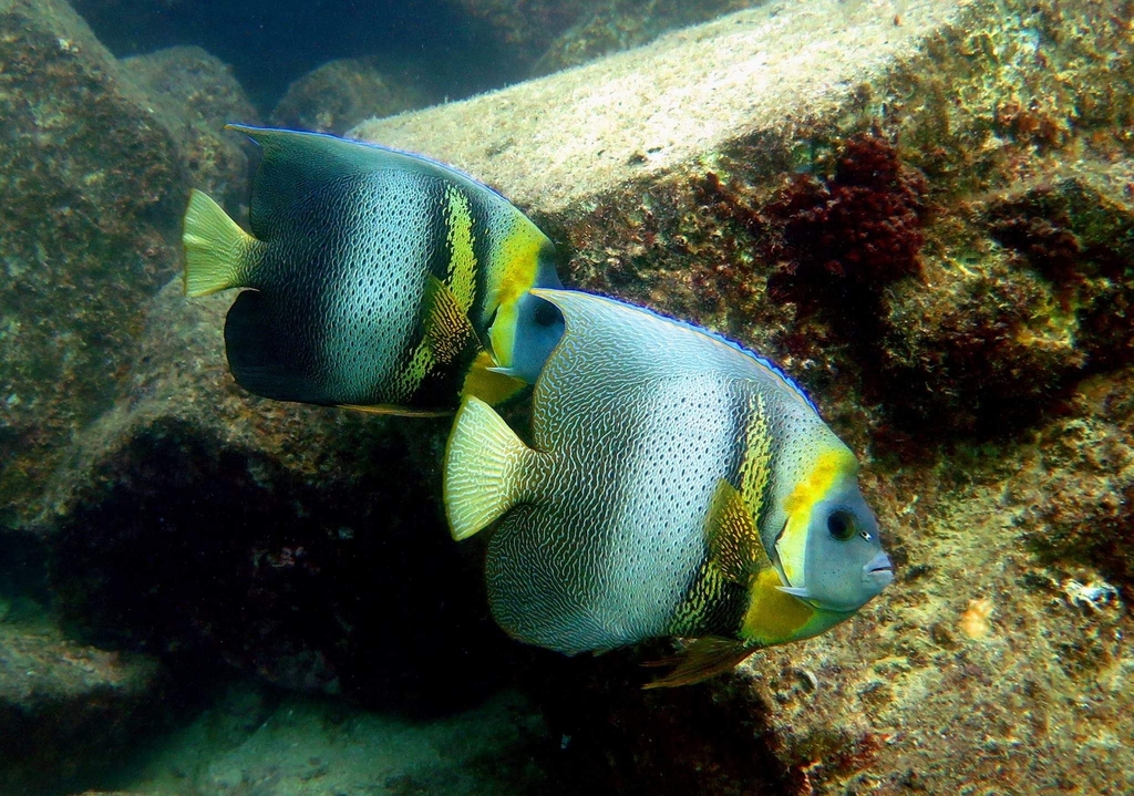 Cortez Angelfish